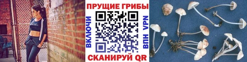 Галлюциногенные грибы прущие грибы  дарк нет какой сайт  Зеленоградск  наркотики 